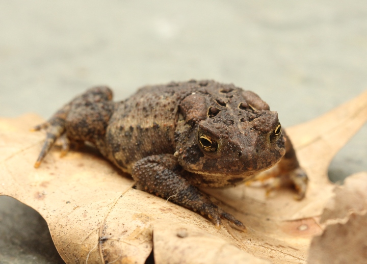 American Toad